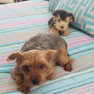 Meet your Posher, Susan